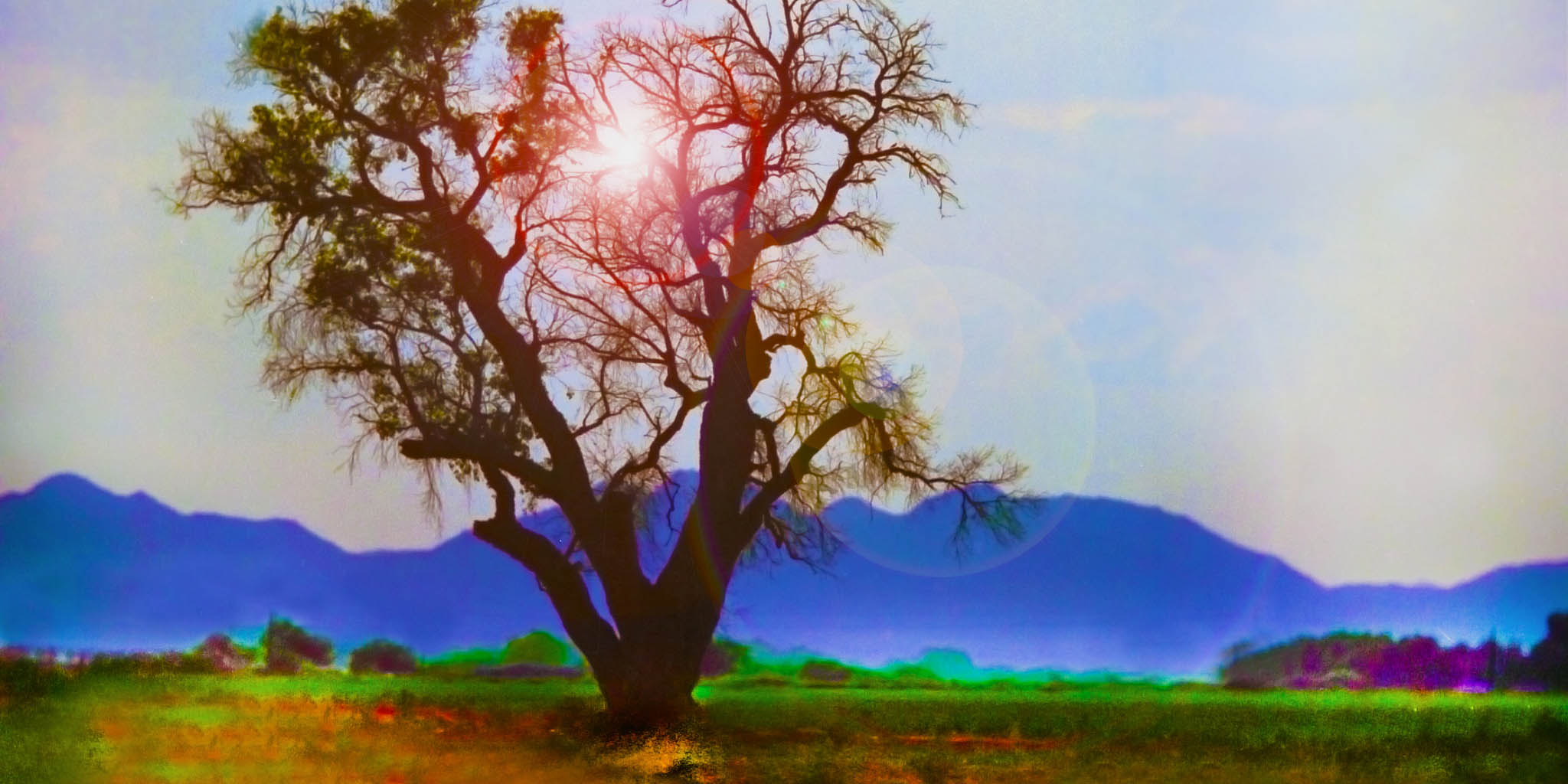 tree2crop.jpg